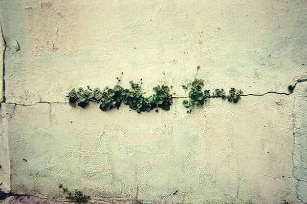 Plantas crescendo em rachadura na parede