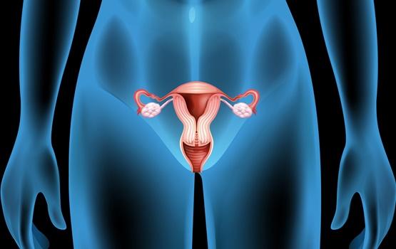 figura-feminina-ilustrando-o-aparelho-reprodutivo Saia tudo sobre os cistos ovarianos