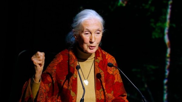 Jane Goodall dando palestra
