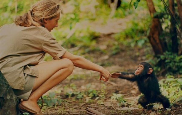 Jane Goodall cumprimentando chimpanzé