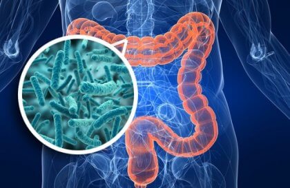 Bactérias do intestino