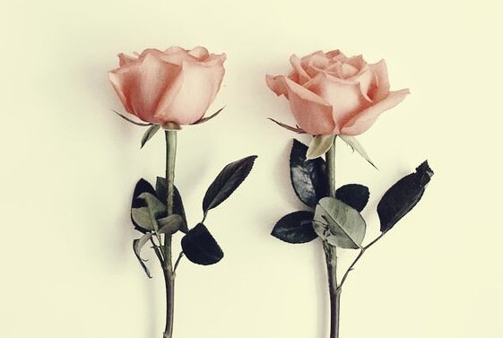 A inspiradora parÃ¡bola das flores sem perfume