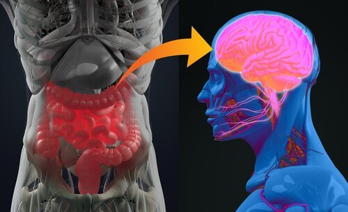 segundo-cerebro Psicobióticos: o que são e para que servem?