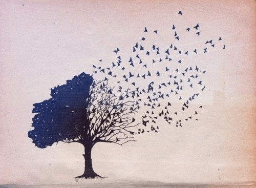 Pássaros voando de árvore
