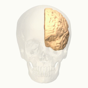 Cérebro humano