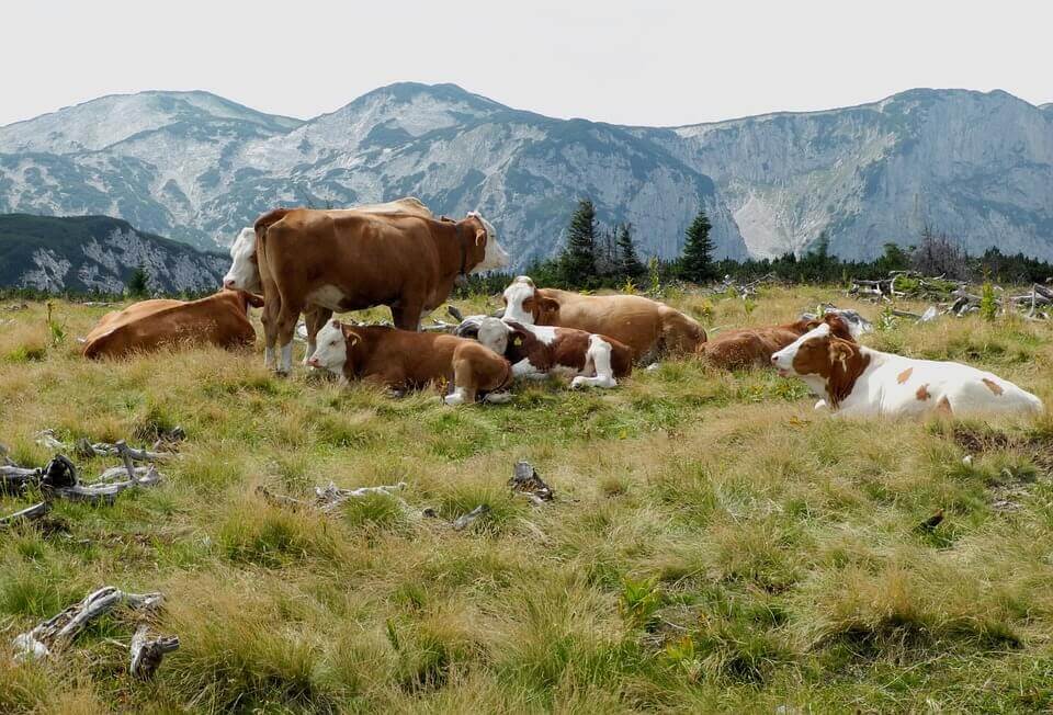 Vacas soltas em pasto