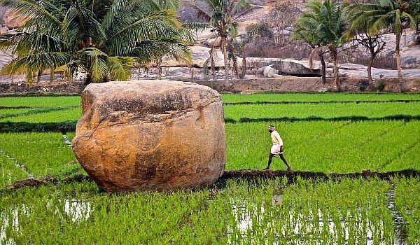Homem caminhando em plantação de arroz