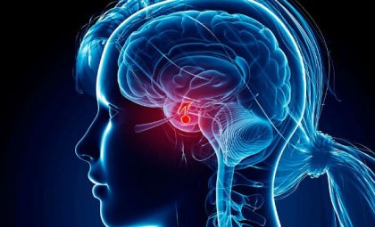 A acetilcolina facilita a comunicação entre os neurônios