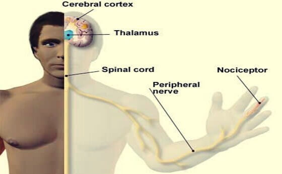 Nociceptores: os receptores de dor
