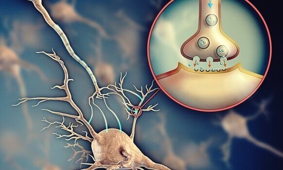 neuronios-se-comunicando-acetilcolina Acetilcolina: o neurotransmissor que facilita a comunicação entre os neurônios