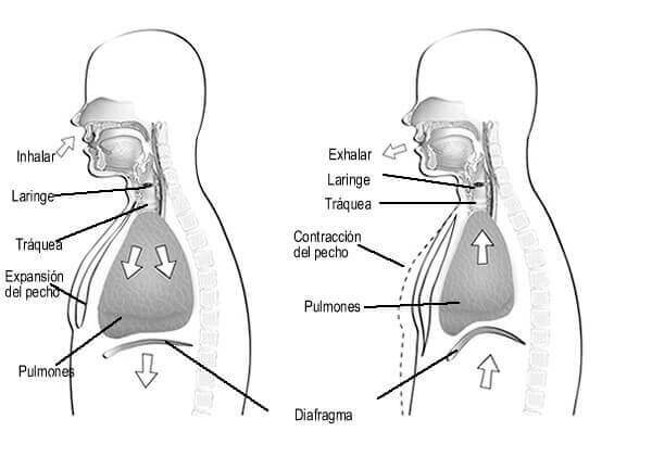Processo respiratório