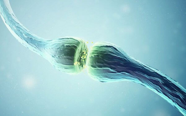 Ligações entre os neurônios