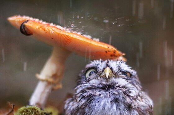 Chuva caindo na natureza