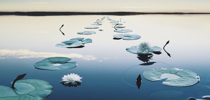 Plantas simétricas em lago