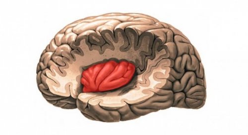 Funções dos lobos cerebrais