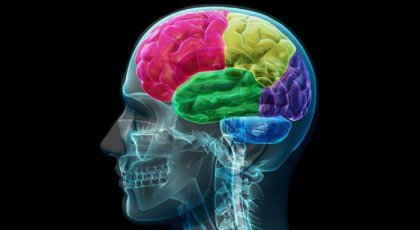 O cérebro viciado: anatomia da compulsão e da necessidade
