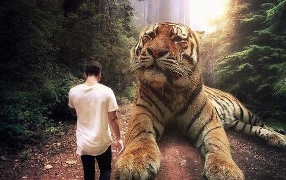 Homem com tigre gigante na floresta