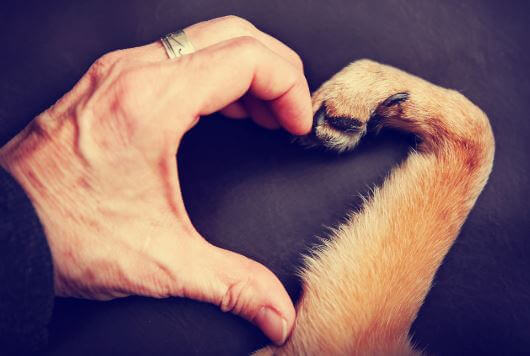 O amor pelos animais de estimação