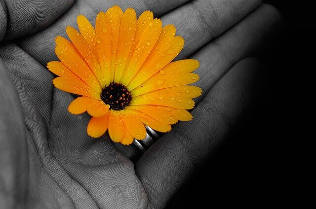 Flor colorida na palma de uma mão