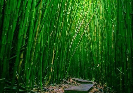 Floresta de bambu