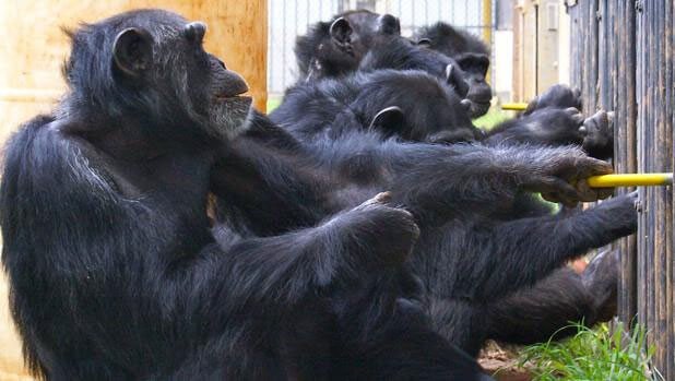 Experimento com chimpanzés