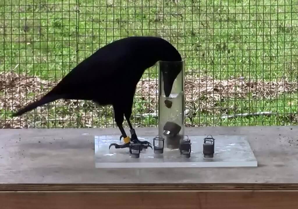 Corvo fazendo teste de inteligência