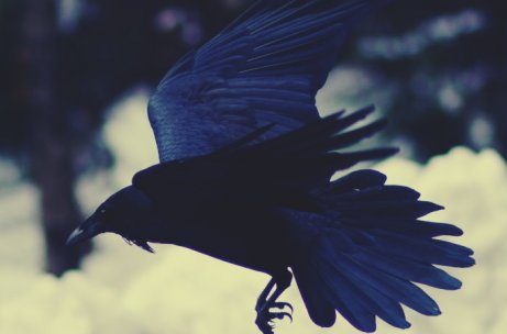 Corvo voando