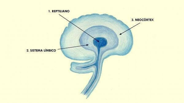 Estrutura do cérebro