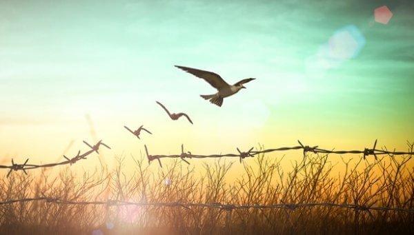 Pássaros se libertando