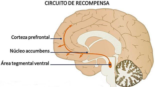 Sistema de recompensa do cérebro
