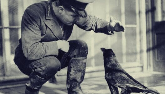 Soldado treinando corvo