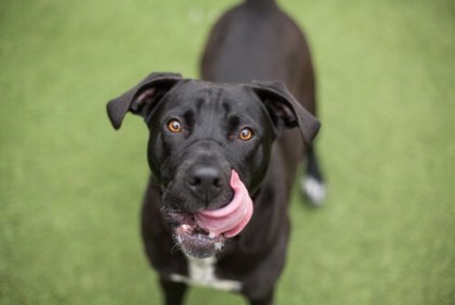 Cachorro com a língua para fora