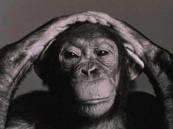 Chimpanzé pensativo