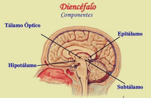 Diencéfalo