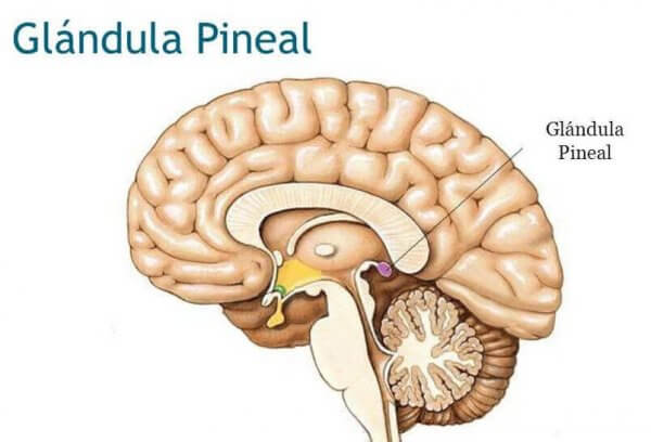 Glândula pineal