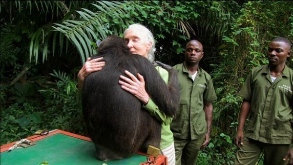 Jane Goodall abraçando macaco
