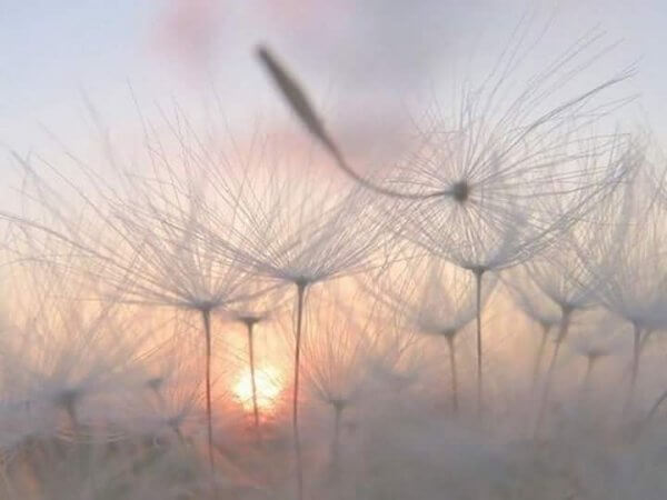 Campo de dentes-de-leão