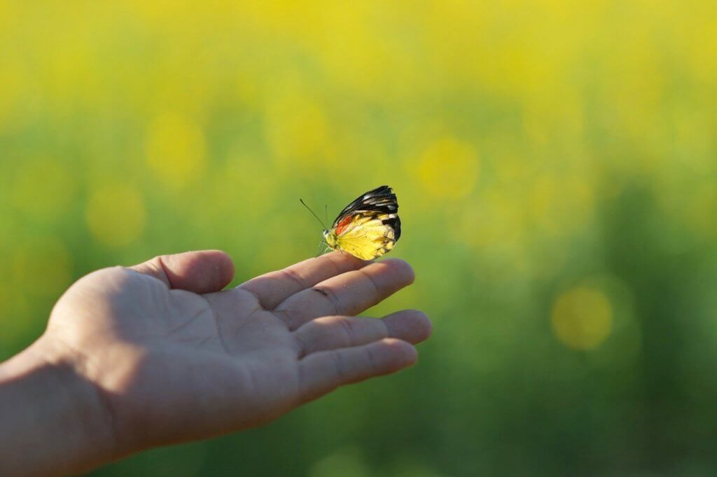 Borboleta na mão de uma pessoa