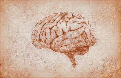 Desenho de cérebro humano
