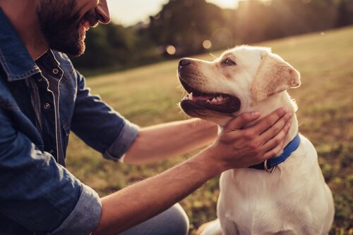 Histórias de cães que deixaram sua marca