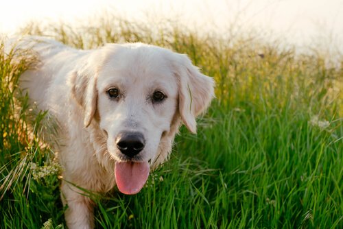 Labrador com a língua para fora
