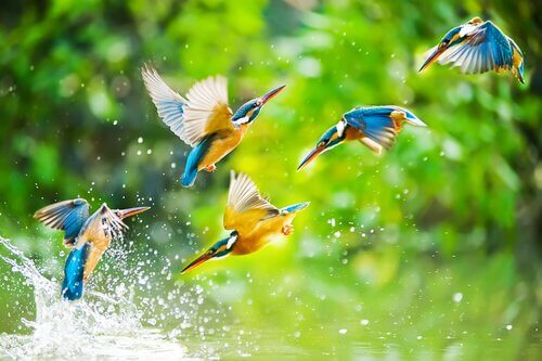 Pássaros voando sobre a água