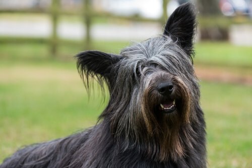 Cachorro sorrindo