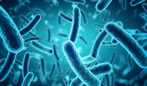 Bactérias intestinais
