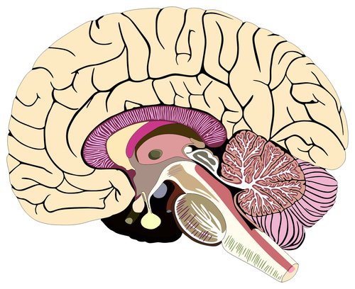 Estrutura cerebral