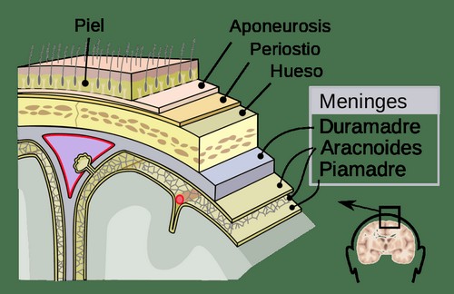 Representação das meninges