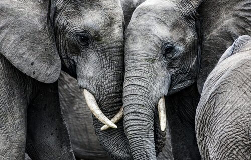 Elefantes amigos