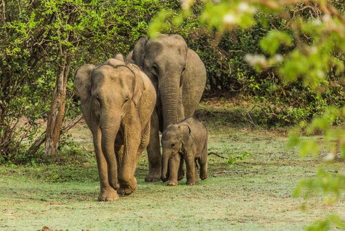 Casal de elefantes com filhote