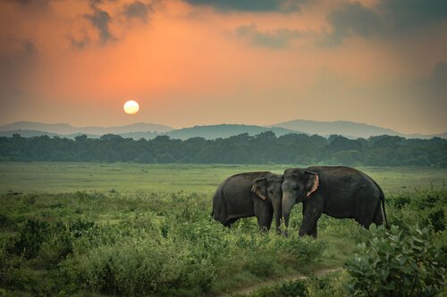 A tristeza dos elefantes, uma história real