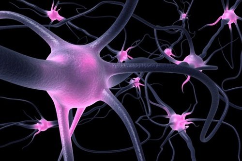 O que são as células OLM?